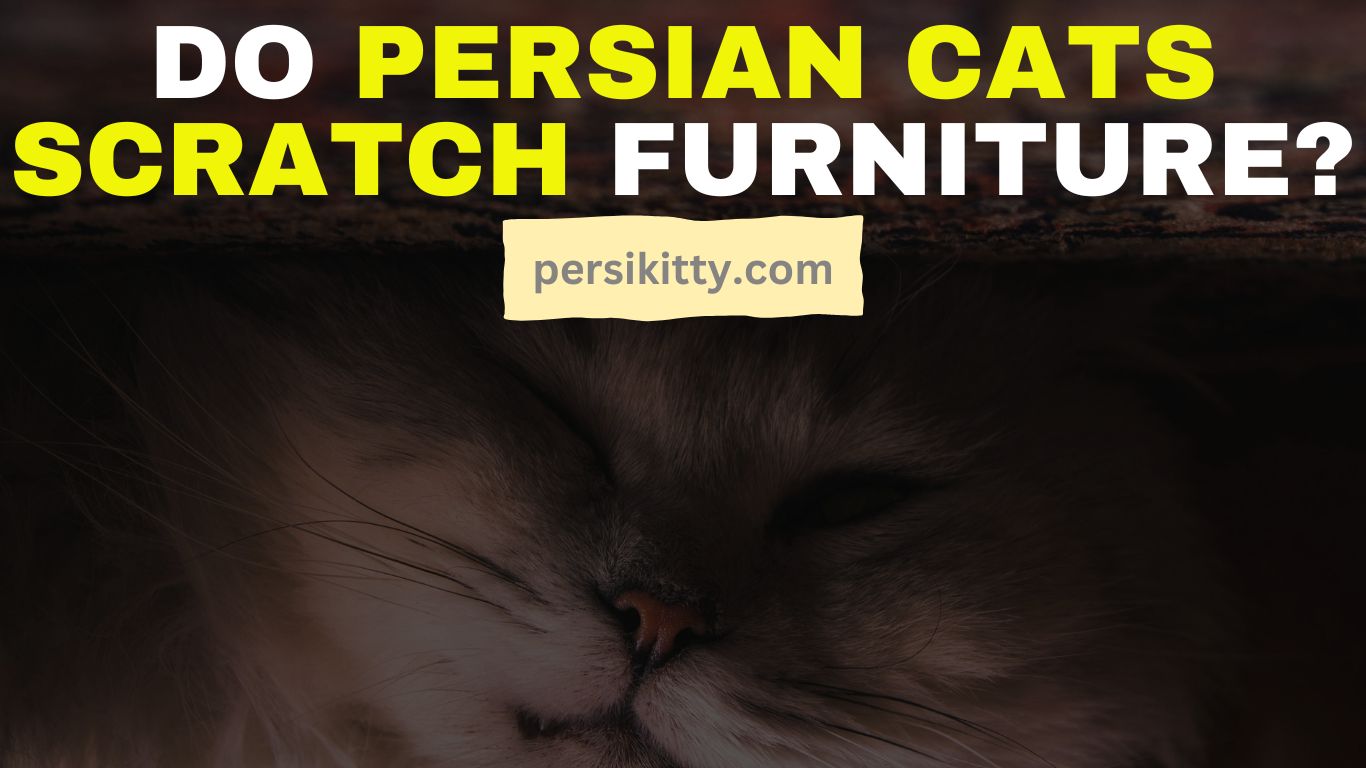 Do Persian Cats Scratch Furniture? Cat Owner's Guide!