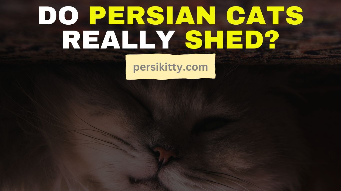 Do Persian Cats Really Shed?