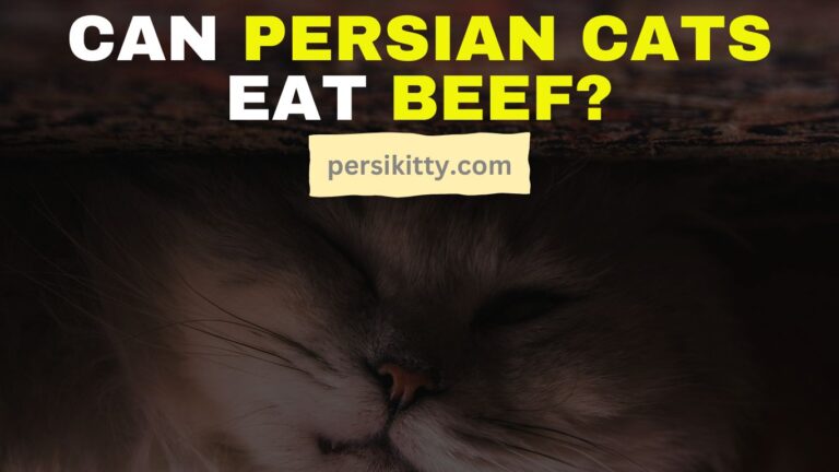 Can Persian Cats Eat Beef?