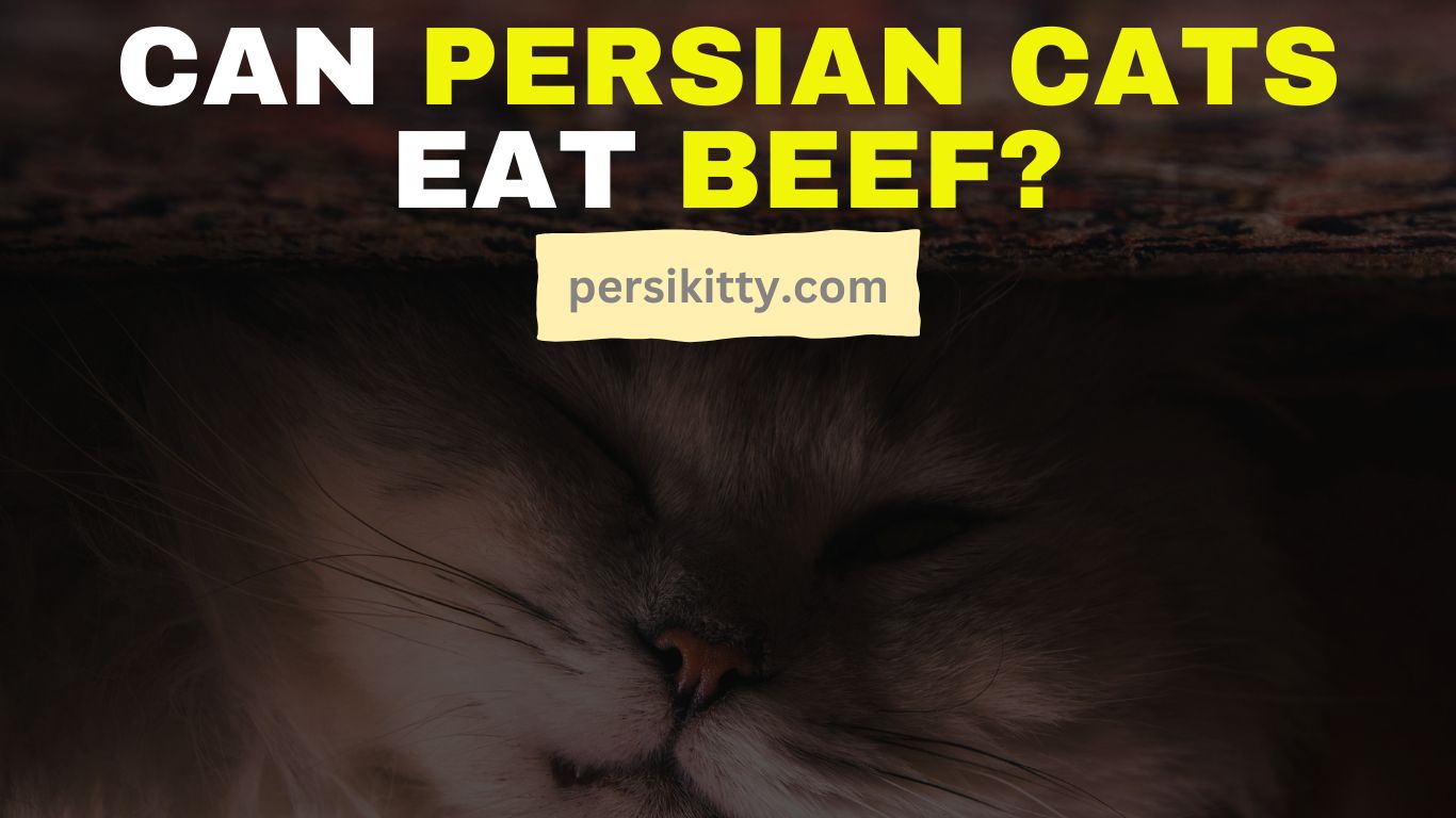 Can Persian Cats Eat Beef?