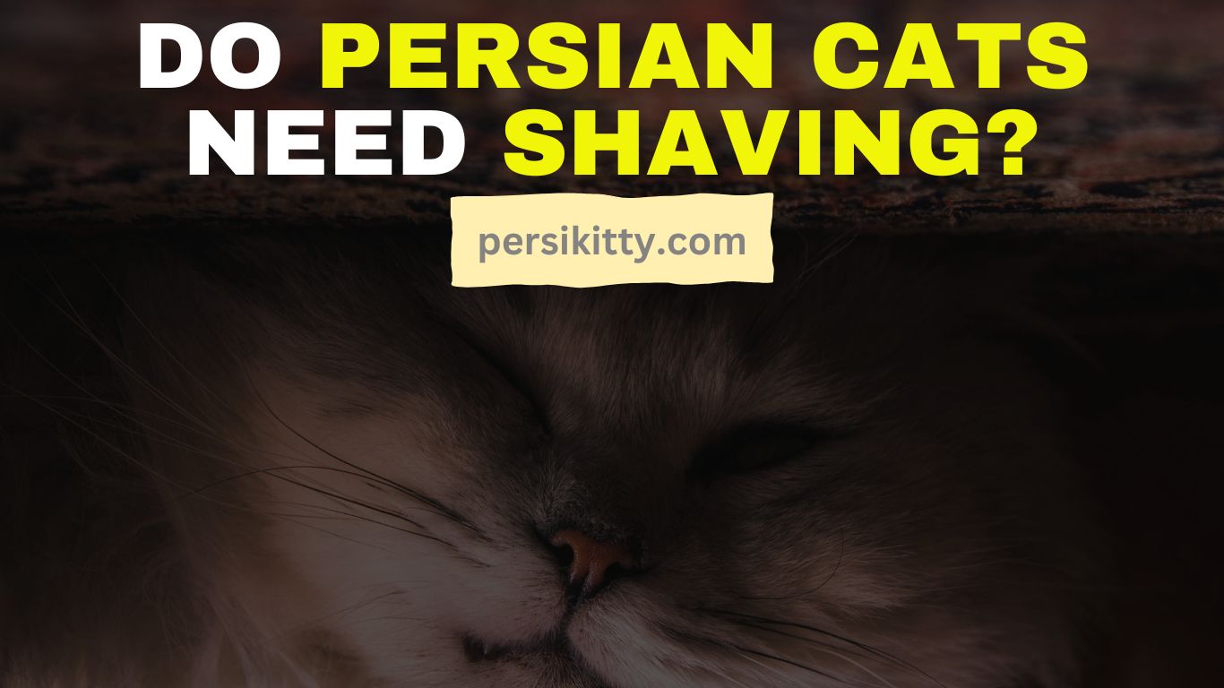 Do Persian Cats Need to Be Shaved?