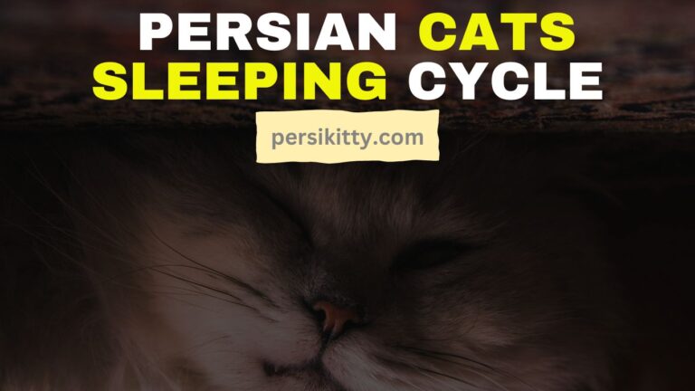 How Long Do Persian Cats Sleep?Average Sleeping Cycle!