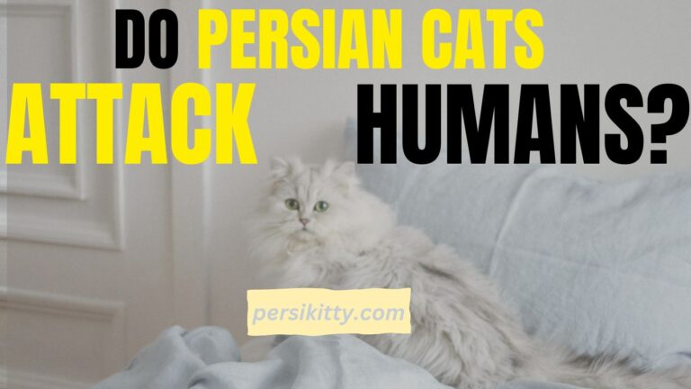 Do Persian Cats Attack Humans?