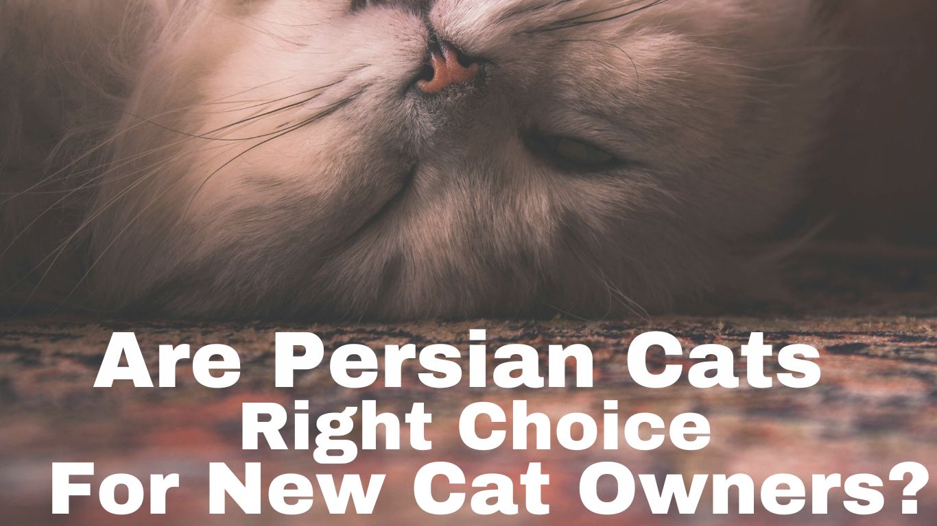 Are Persian Cats the Right Choice for New Cat owners?