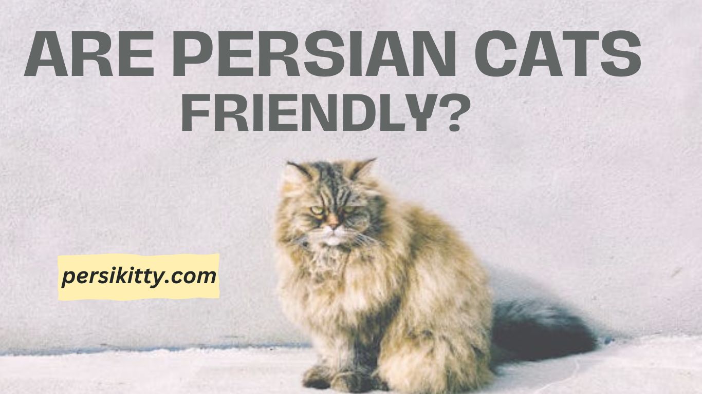 Are Persian Cats Friendly?