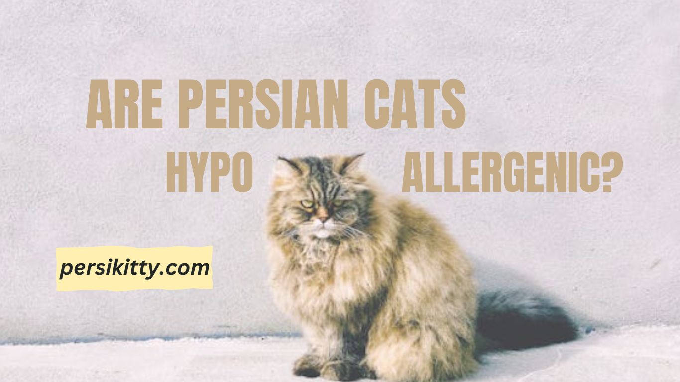 Are Persian Cats Hypoallergenic?