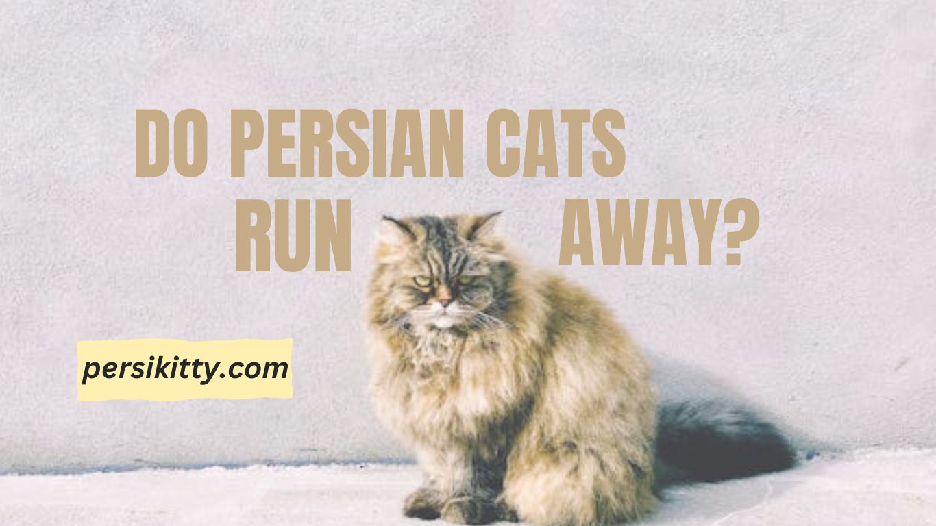 Do Persian Cats Run Away?