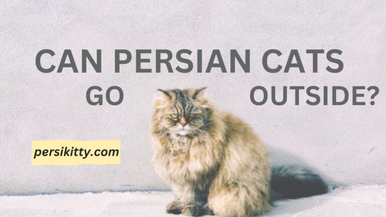 Can Persian Cats Go Outside?