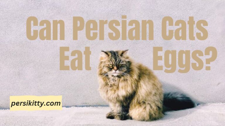 Can Persian Cats Eat Eggs?