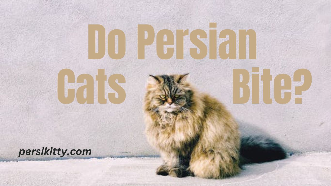 Do Persian Cats Bite?