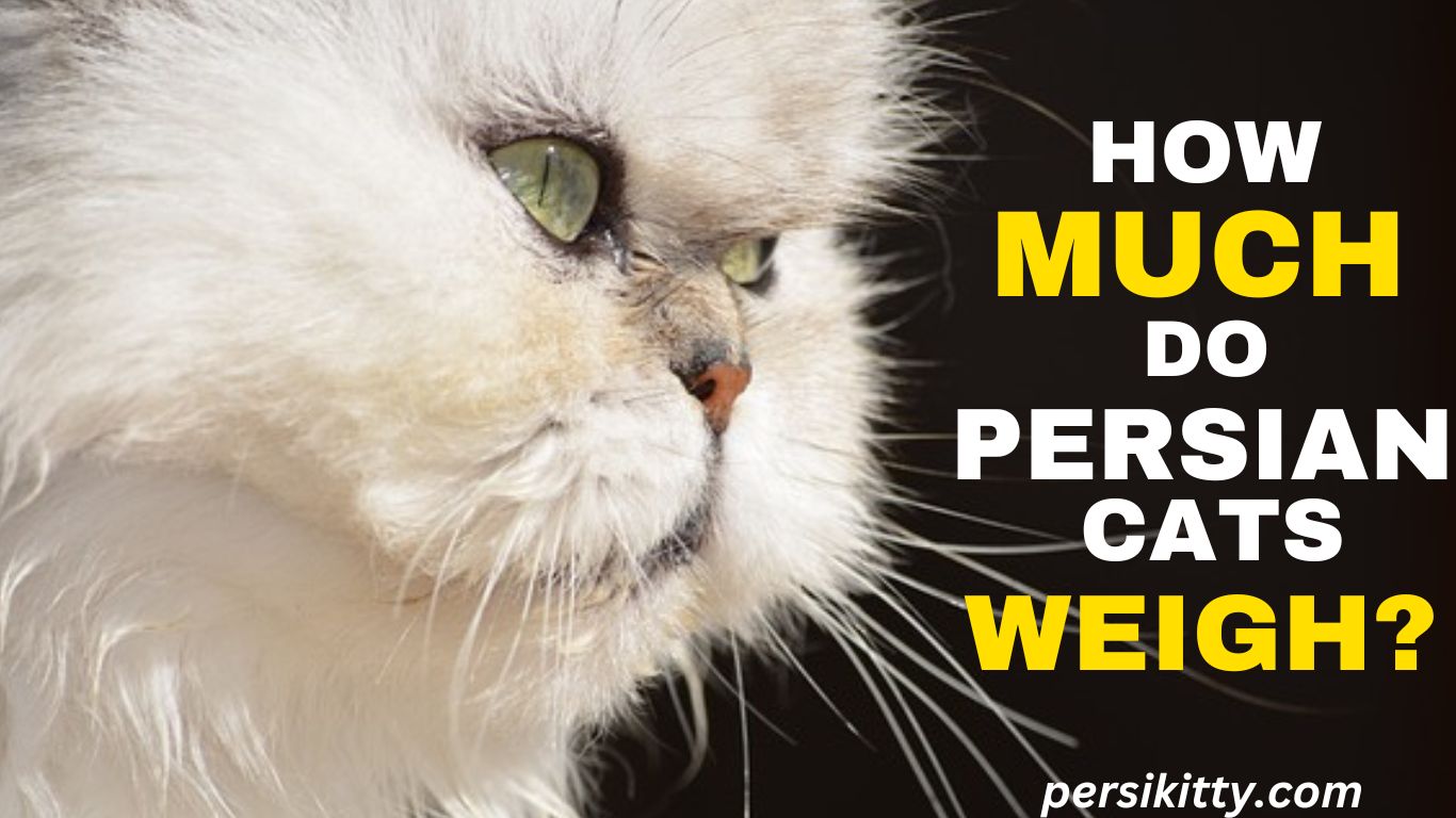 How Much do Persian Cats Weigh?