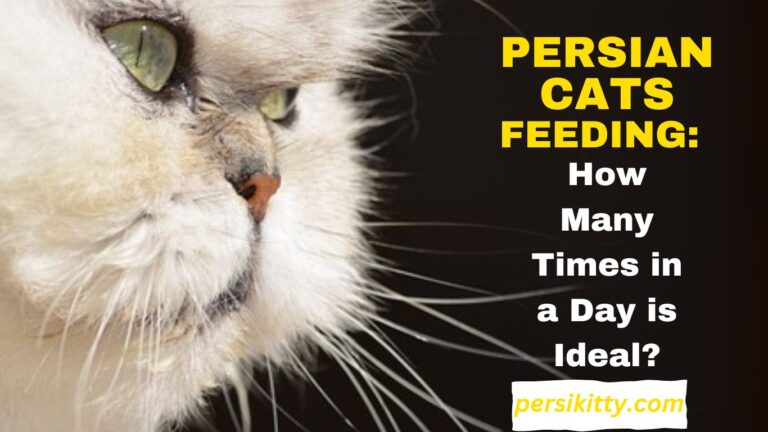 Persian Cat Feeding : How Many Times in a Day is Ideal?