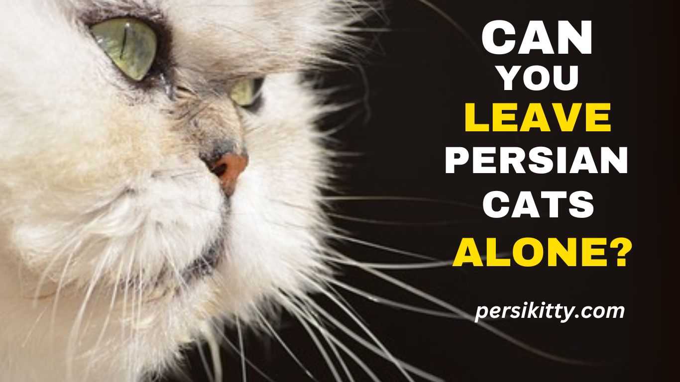 Can You Leave Persian Cats Alone? The Ultimate Guide!