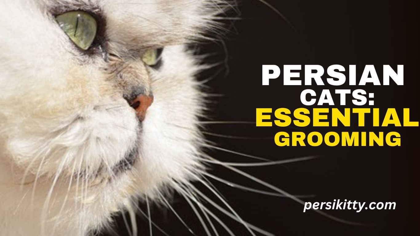 Persian Cats:Essential Grooming