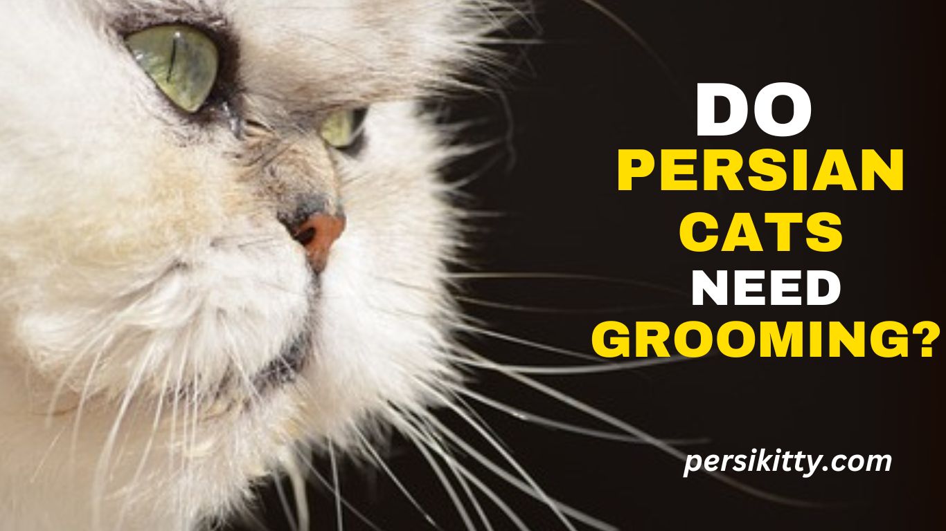 Do Persian Cats Need Grooming?