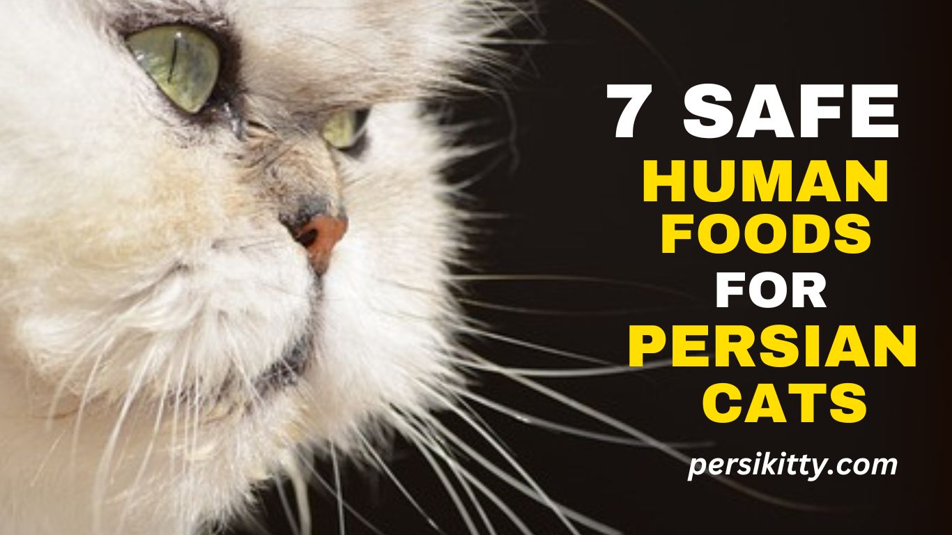 7 Human Foods For Your Persian Cat!