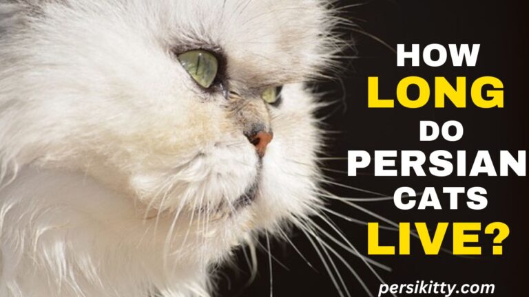 How Long do Persian Cats Live?