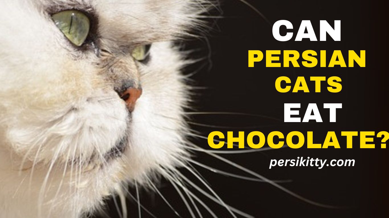 Can Persian Cats Eat Chocolate?