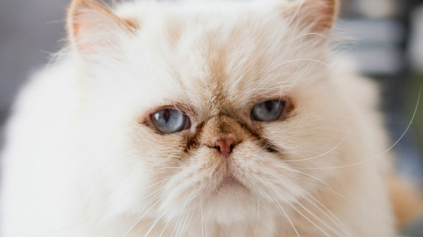 Are Persian Cats Expensive to Afford?