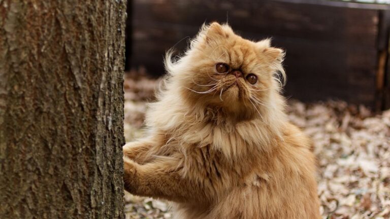 Persian Cats Bath:How to Maintain Their Stunning Look!