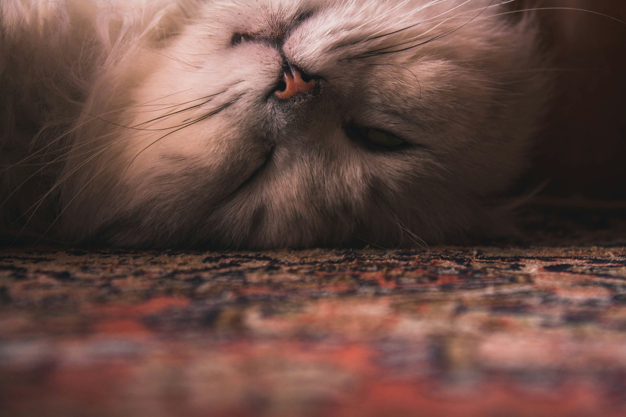 Persian Cat Care: Is It Really That Challenging?