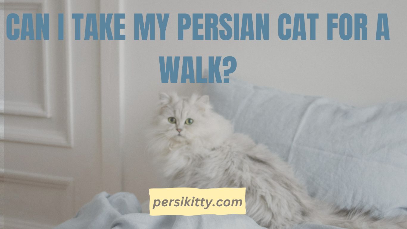 CAN I TAKE MY PERSIAN CAT FOR A WALK?