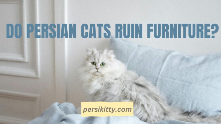 Do Persian Cats Ruin Furniture?