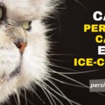 Can Persian Cats Eat Ice-Cream?