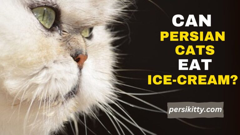 Can Persian Cats Eat Ice-Cream?