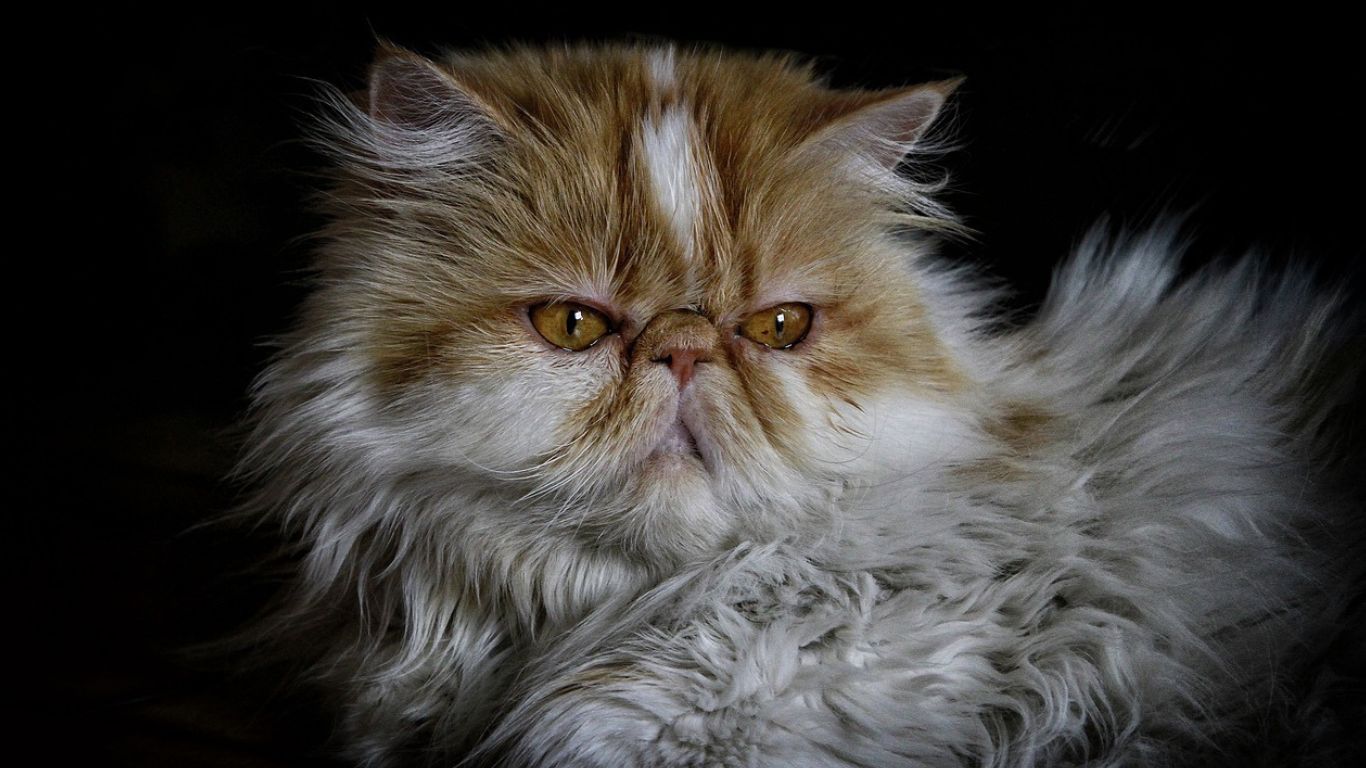 Do Persian Cats Get Depressed?