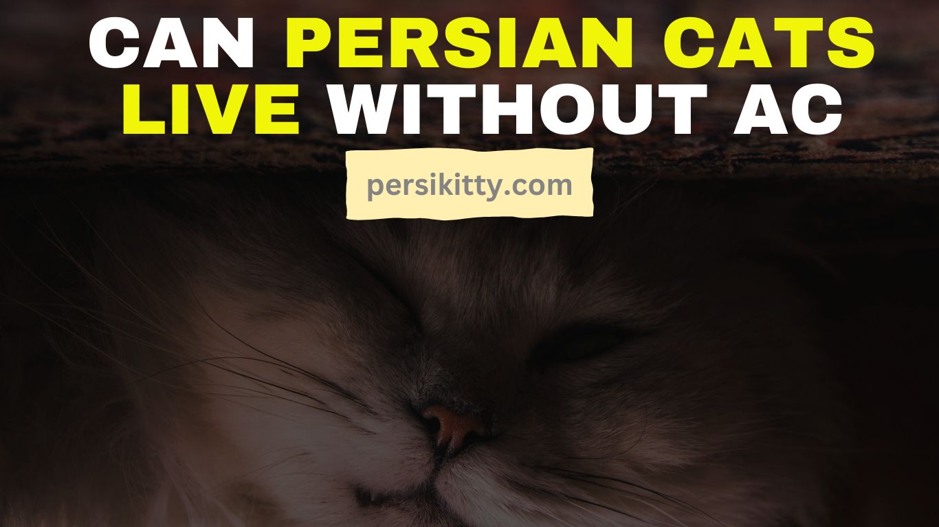 Can Persian Cats Live Without AC?